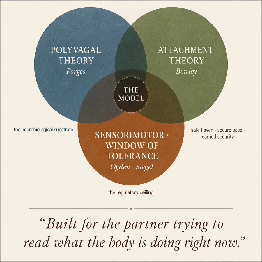 Venn diagram showing the three theoretical pillars of the BSHAS: Polyvagal Theory (Porges), Attachment Theory (Bowlby), and Sensorimotor / Window of Tolerance (Ogden, Siegel)